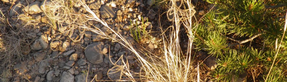 Hesperostipa neomexicana (New Mexico feathergrass)