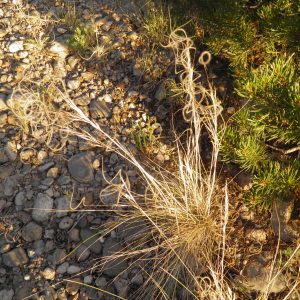Hesperostipa neomexicana (New Mexico feathergrass)