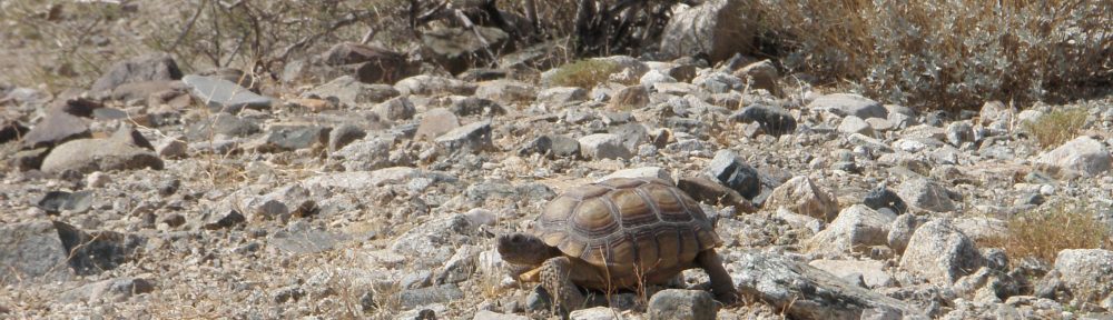 Desert tortoise!