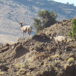 Big Horn Sheep on Hays Canyon