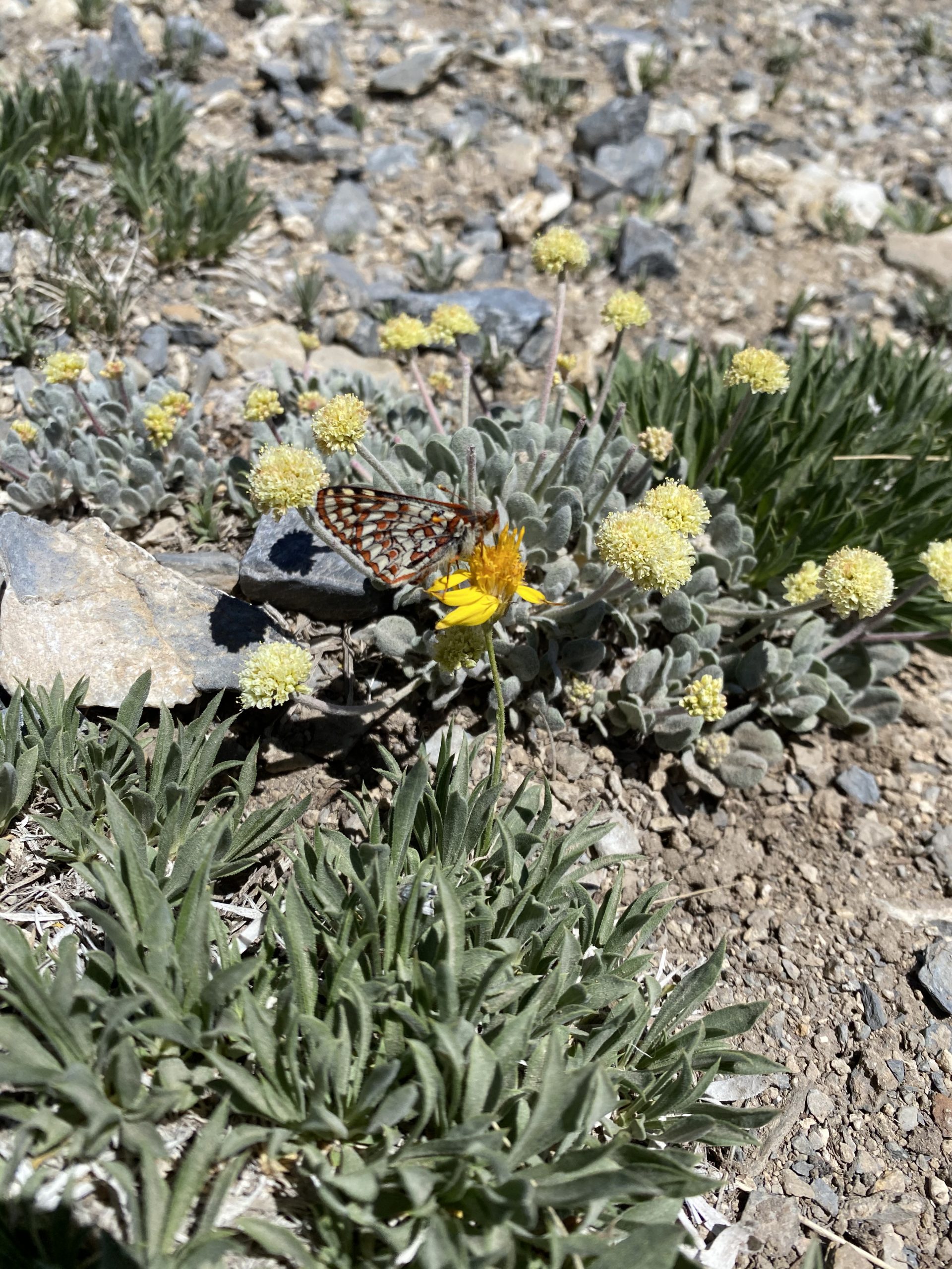 Butterfly pollinating a flower along with some other plants