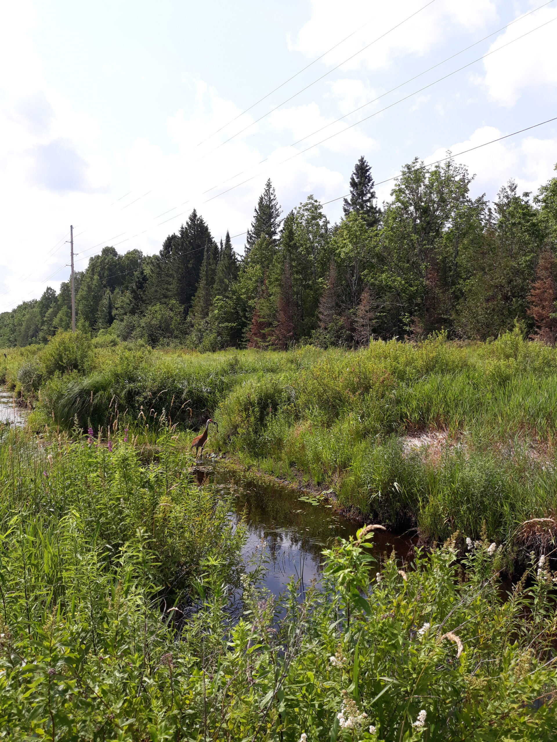 Purple loosestrife (Lythrum salicaria) grows in front of a roadside ditch where a sandhill crane is enjoying a meal.