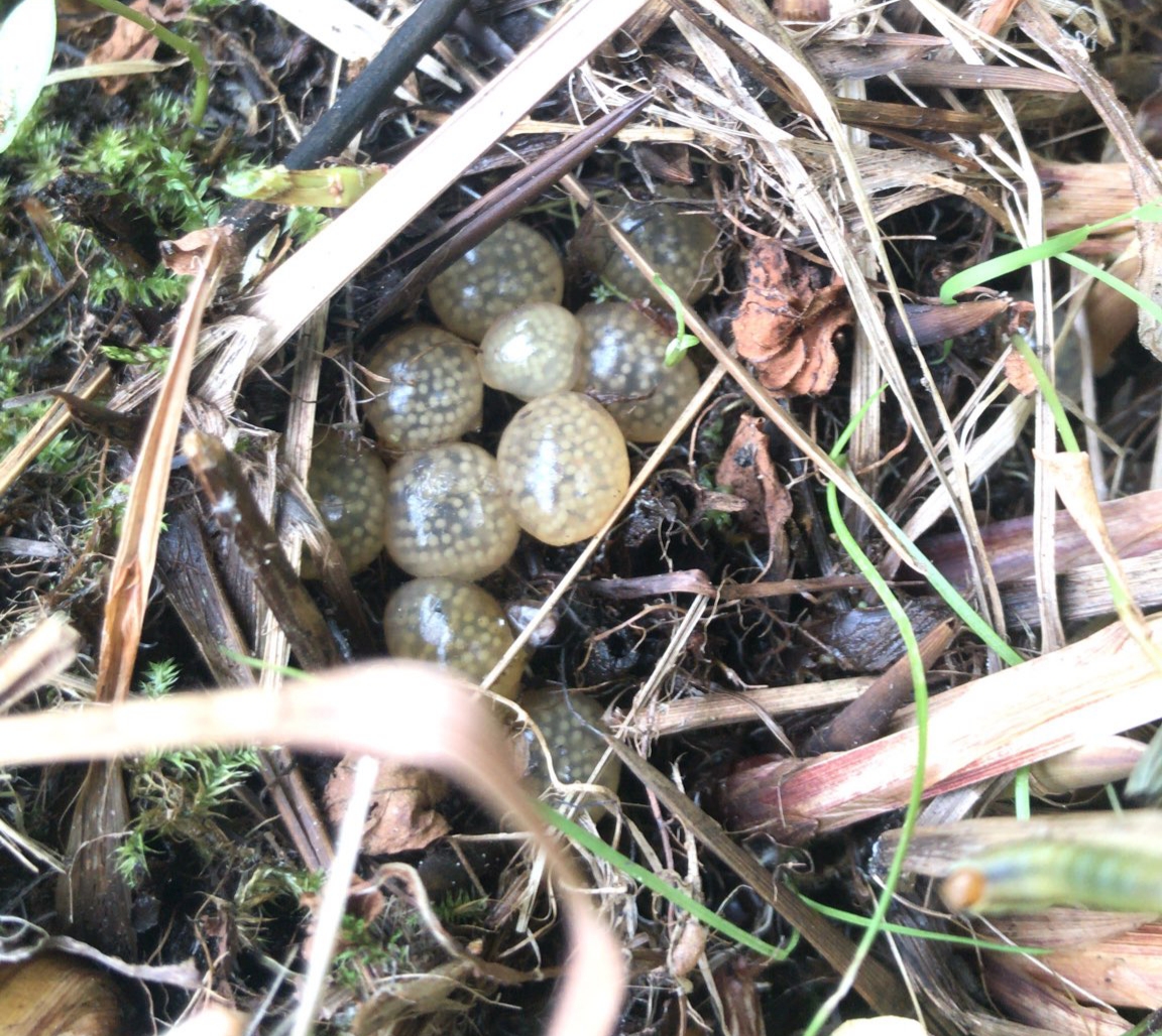 Jelly eggs are nested in the soil and covered in tiny tan dots.