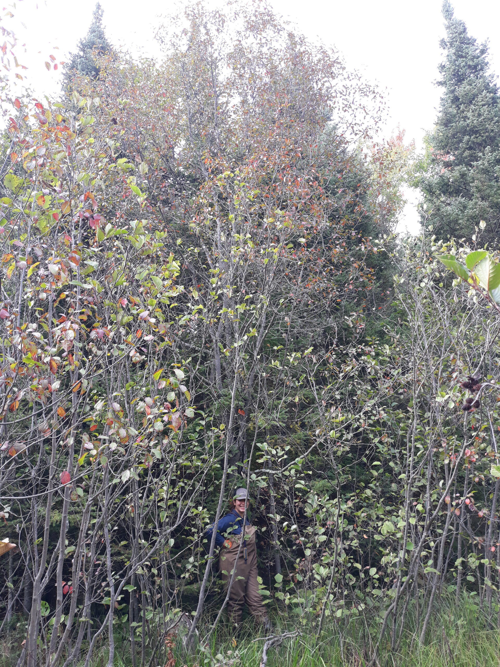 Tessa stands in a marsh with one hand on a very tall buckthorn with red leaves. 