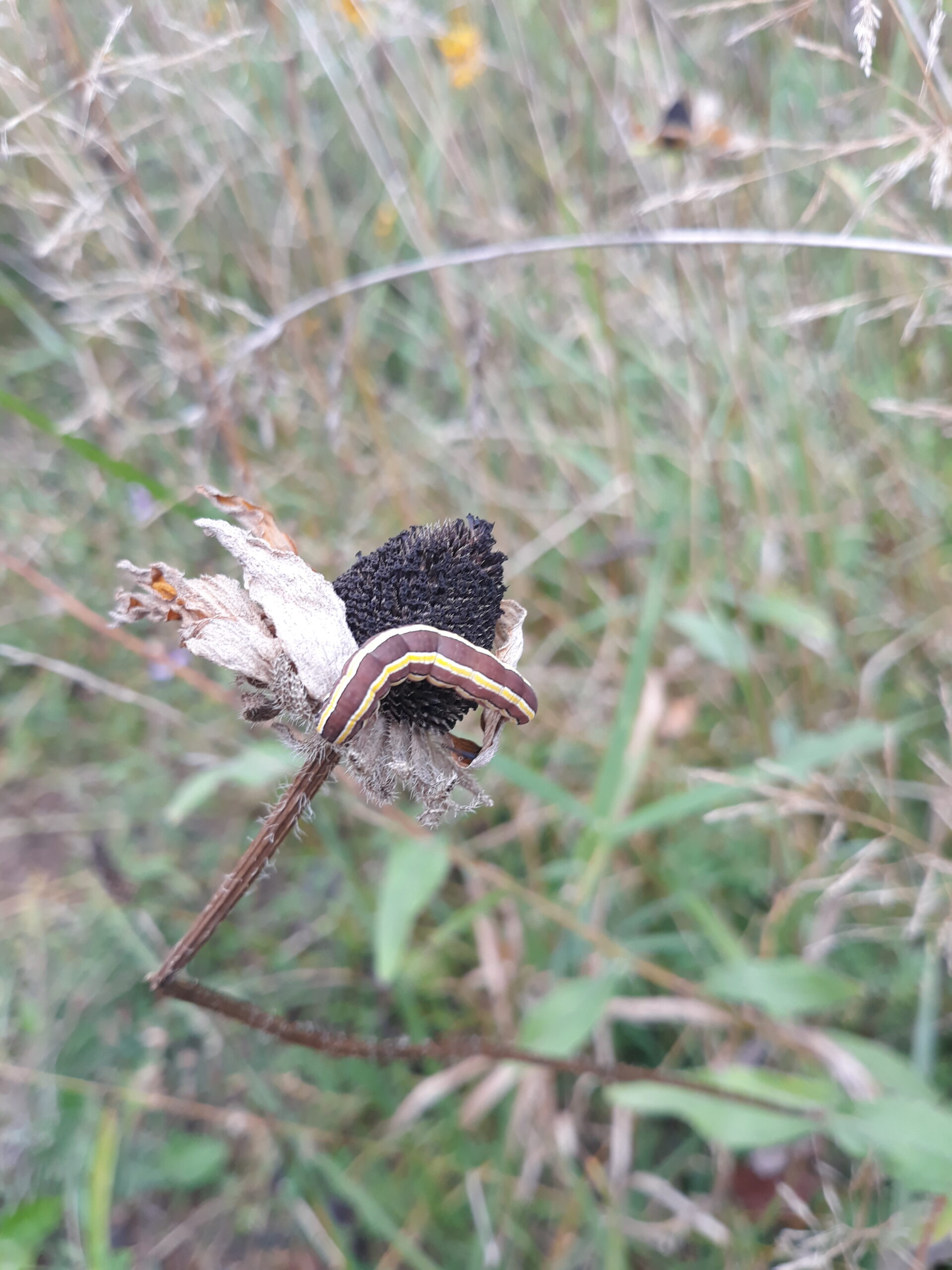 A spiky black seed head holds a yellow stripped caterpillar