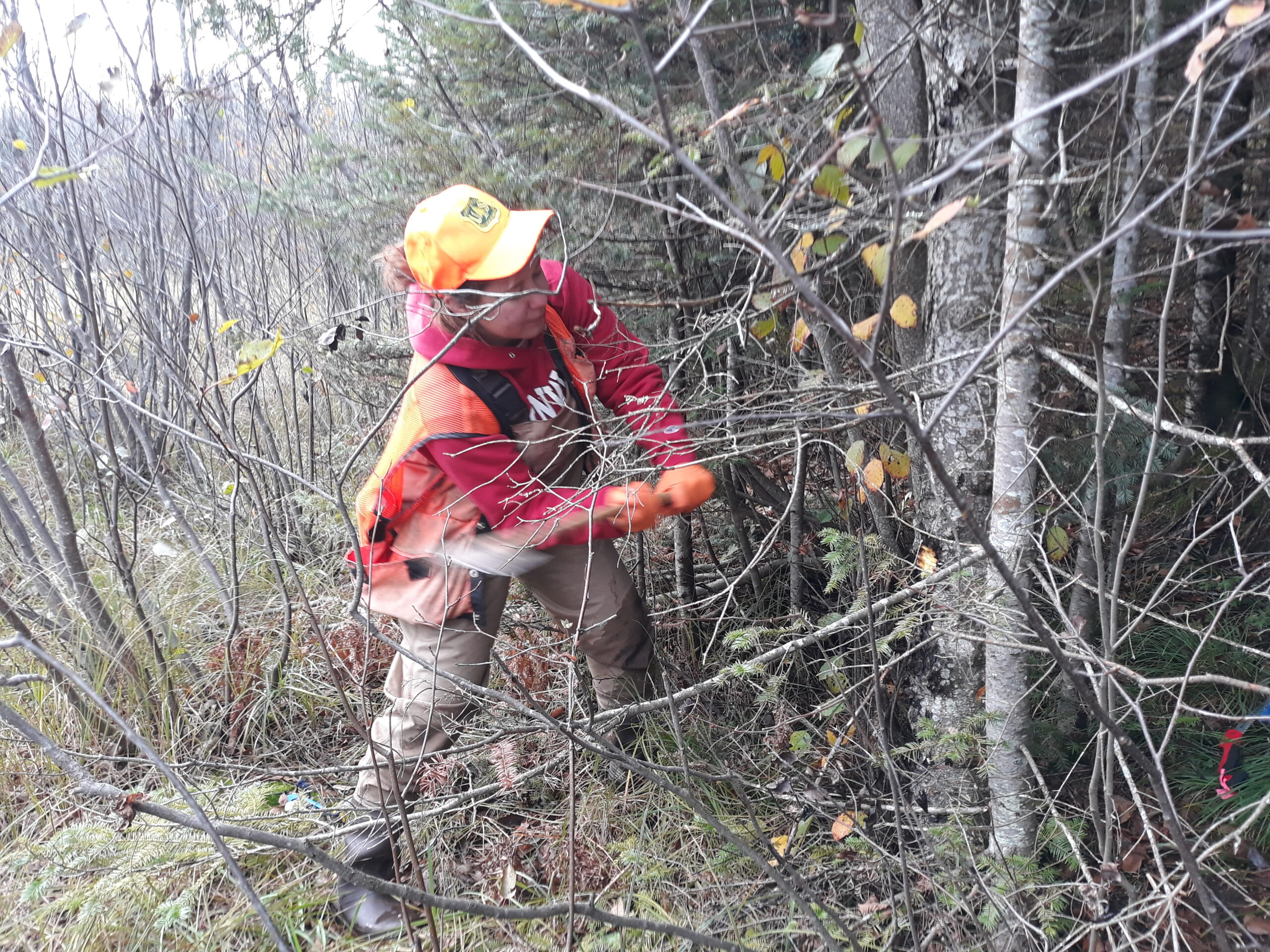 Tessa, wearing a bright orange hat and vest, swings a hatchet at a grey tree trunk. Smaller trees are all around.