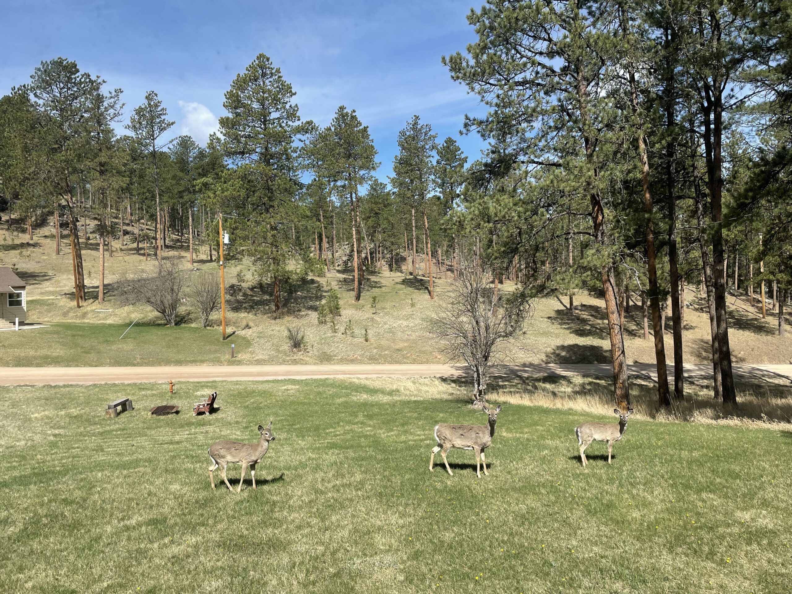 Three white-tailed deer in a lawn surrounded by ponderosa pines look towards the camera. 