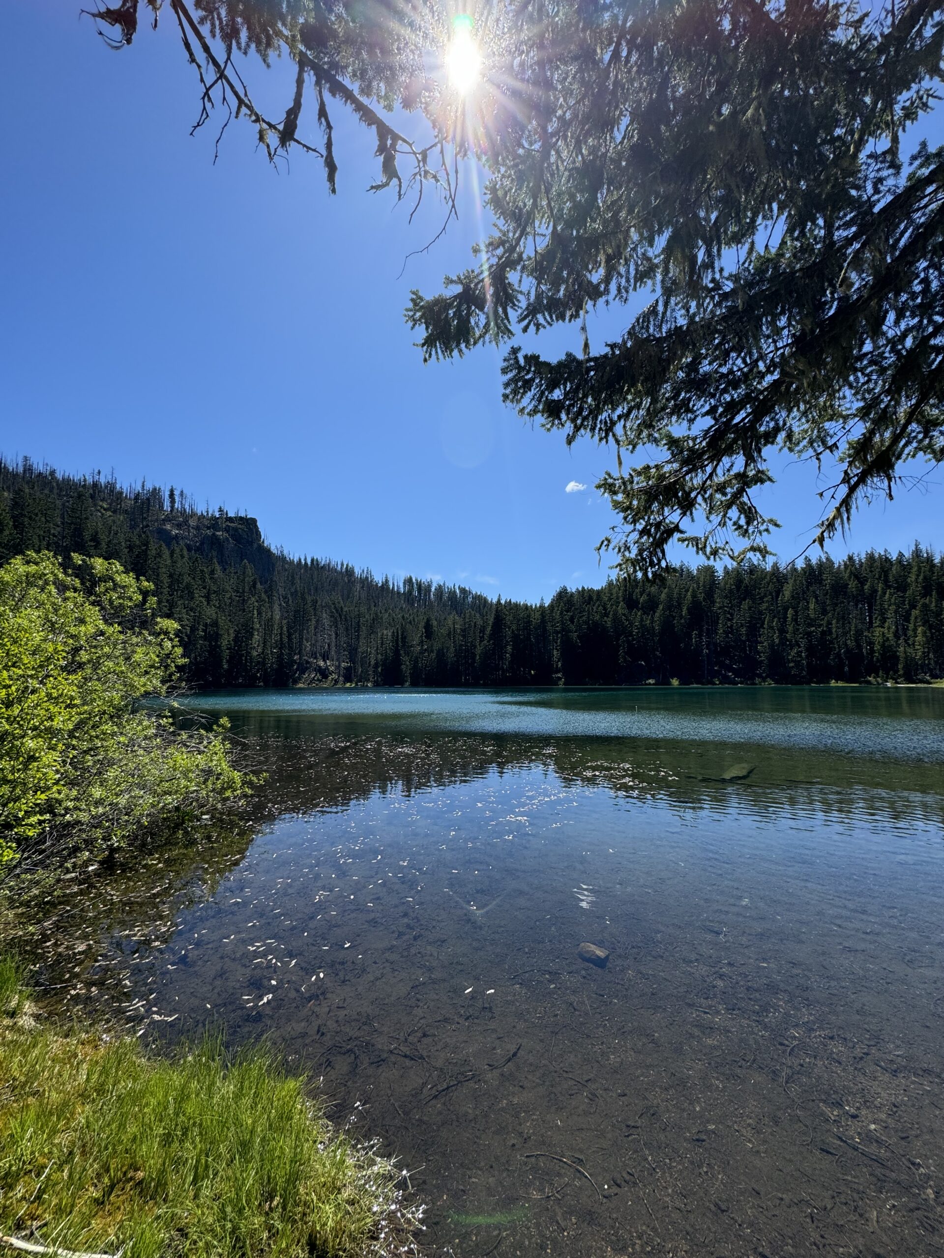 Picture of a lake with trees growing around its edges