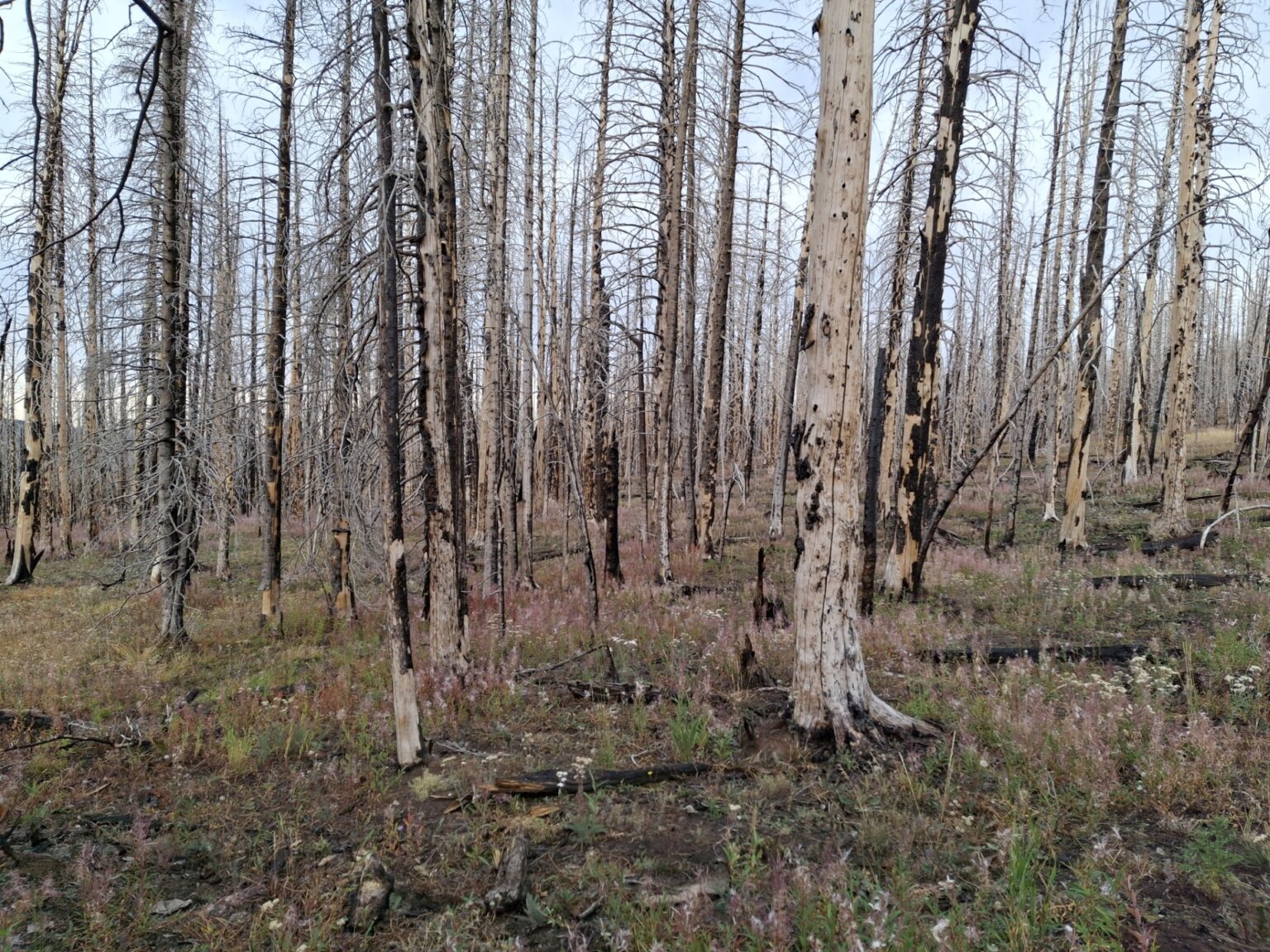 Wandering the Fields of Asphodel *ahem* Wyoming CLM Internship