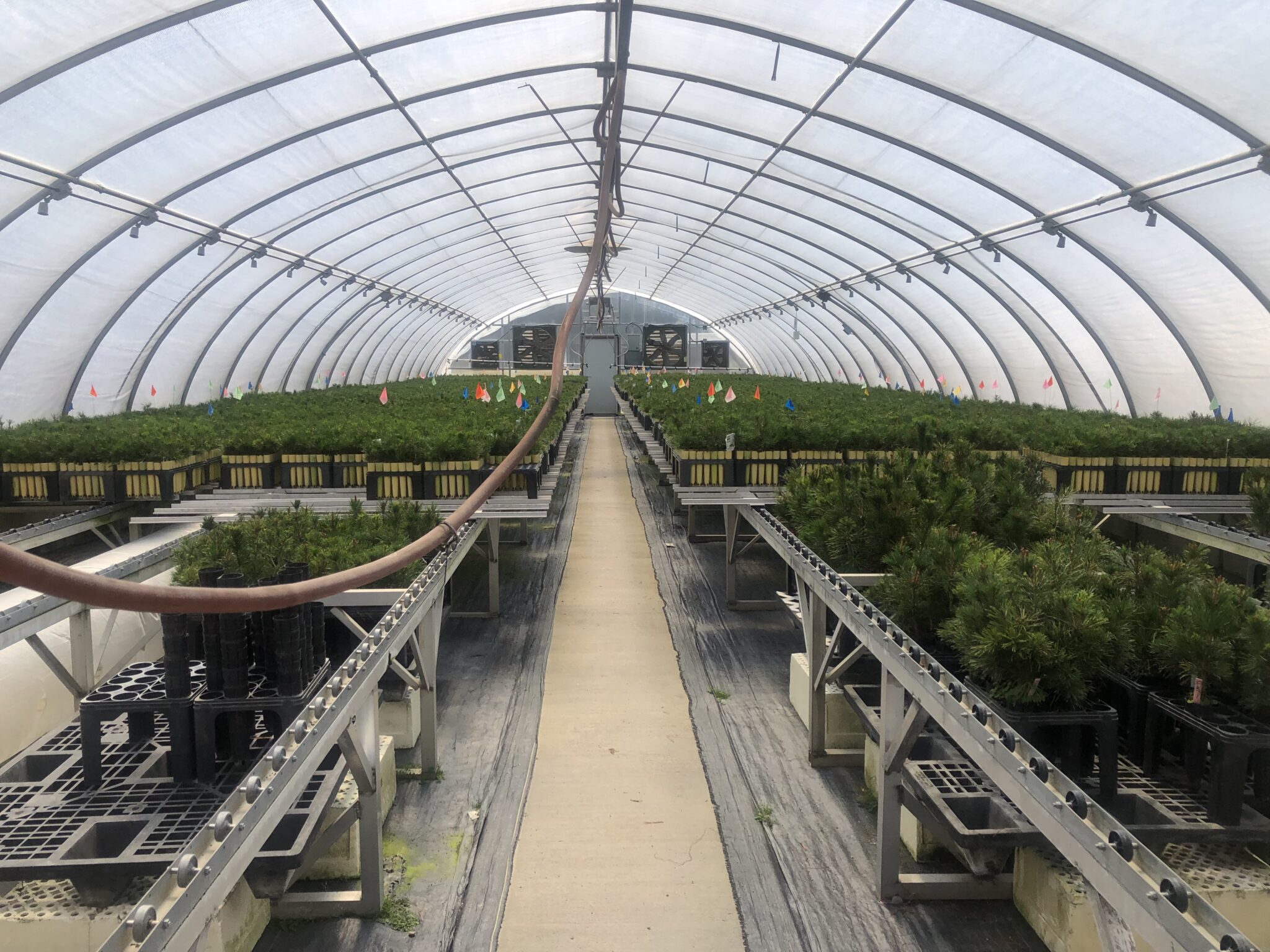 Caring for the Future Seed Banks and Nurseries CLM Internship