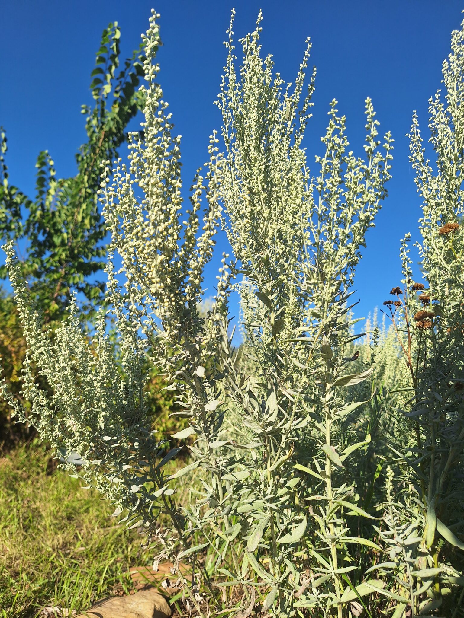 Introducing the friendly spirits of the Big Horn CLM Internship